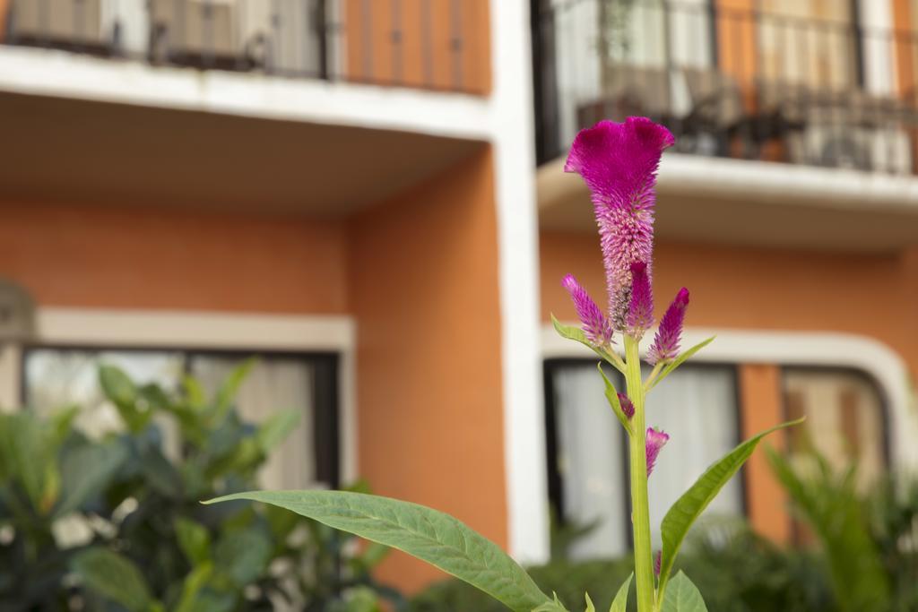 Flamingo Vallarta Hotel & Marina Puerto Vallarta Buitenkant foto
